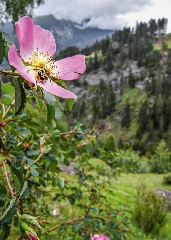 Ein Pinselkäfer sucht sich Nahrung auf einer Wildrosenblüte in Plancas bei Casti.