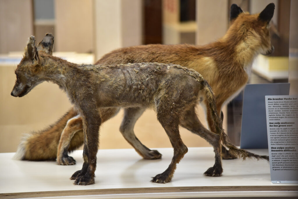 «Keine angenehme Arbeit»: Das Präparat des räudigen Fuchses war für Fachmann Jarno Kurz eine besondere Heraus-forderung.