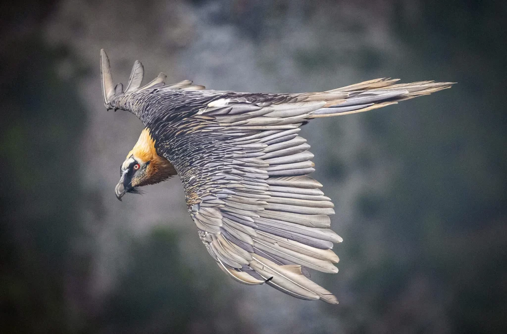 Die stark rötliche Farbe von Brust und Hals eignen sich Bartgeier durch regelmässiges Baden in Rostwasserpfützen an. Warum sie dies tun, ist noch nicht restlos geklärt. (Bild: David Jenny)
