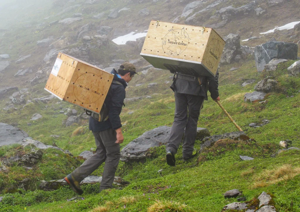 In der Zentralschweiz werden auch heute noch Bartgeier ausgewildert. Die kurz vor dem Flüggewerden stehenden Jungvögel werden in künstliche Brutnischen hochgetragen, freigelassen und noch einige Zeit lang gefüttert. (Bild: David Jenny) 
