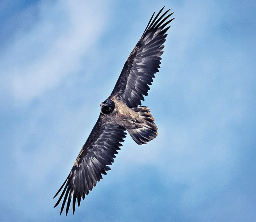 Junge Bartgeier tragen ein dunkles, schwarzgraues Gefieder. Bis zum kommenden Winter verbleiben sie noch in ihrem Heimatrevier und werden von ihren Eltern mit Futter versorgt. Danach beginnt eine lange Wanderschaft durch den Alpenraum, stets auf der Suche nach Nahrung in Form von toten Tieren. (Bild: David Jenny)