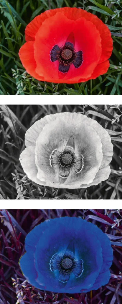 Der Klatschmohn Papaver rhoeas ist rot für Menschen, reflektiert UV und ist daher für Bienen bienen-ultraviolett und erscheint auf der Falschfarben­aufnahme in Bienensicht blau.

